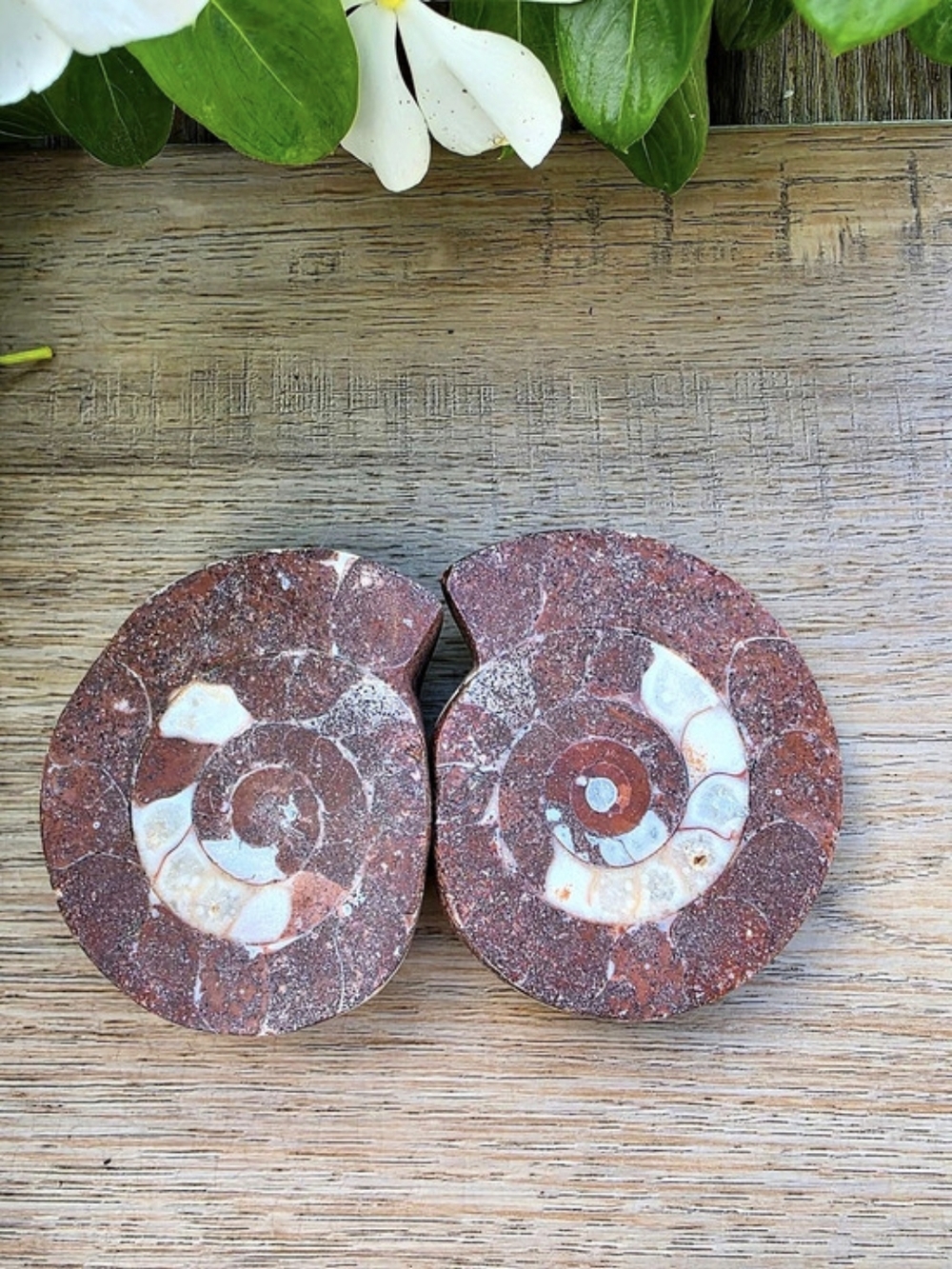 Ammonite Fossil